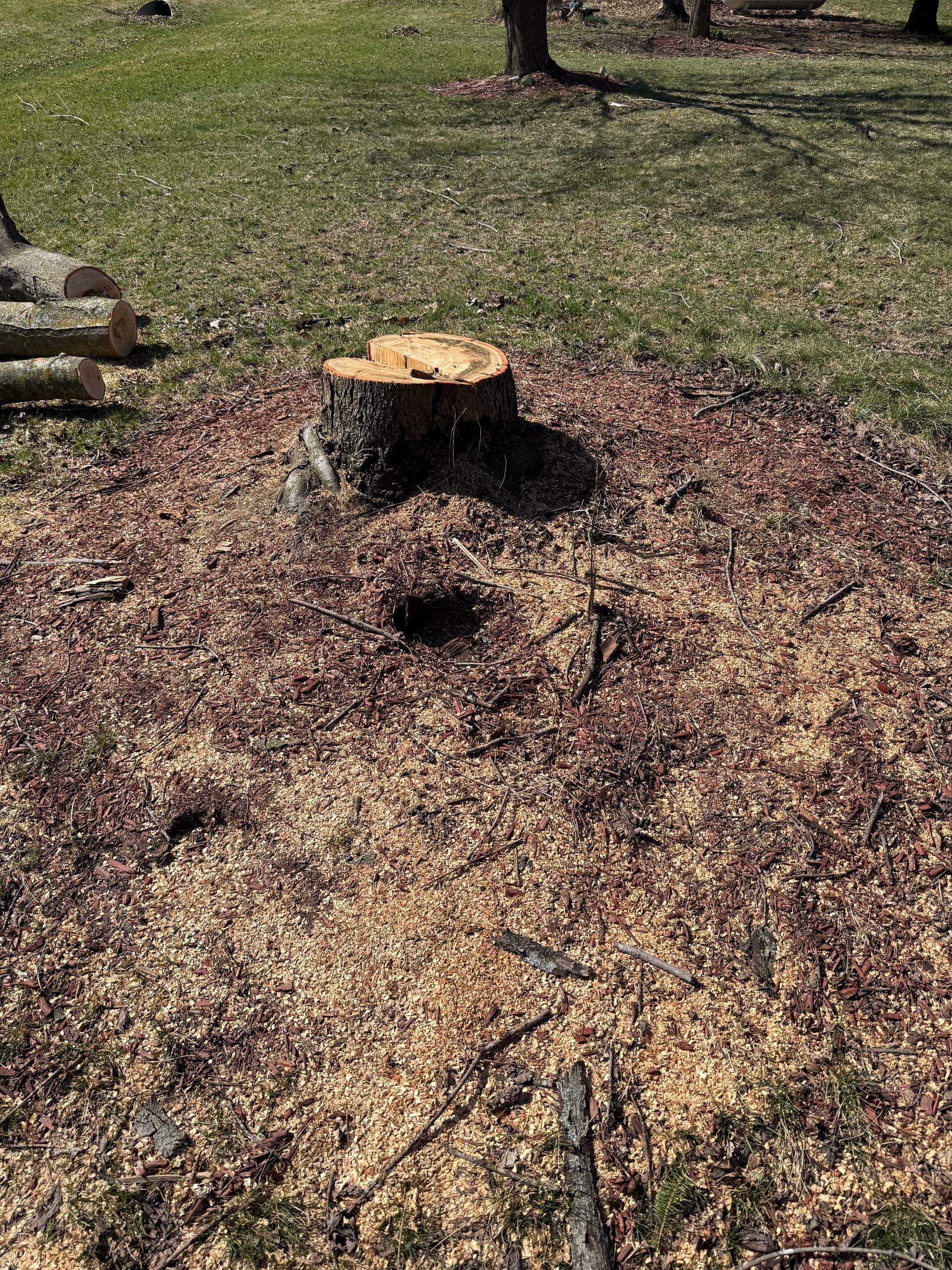 Stump Grinding That Clears the Way for a Cleaner Yard image