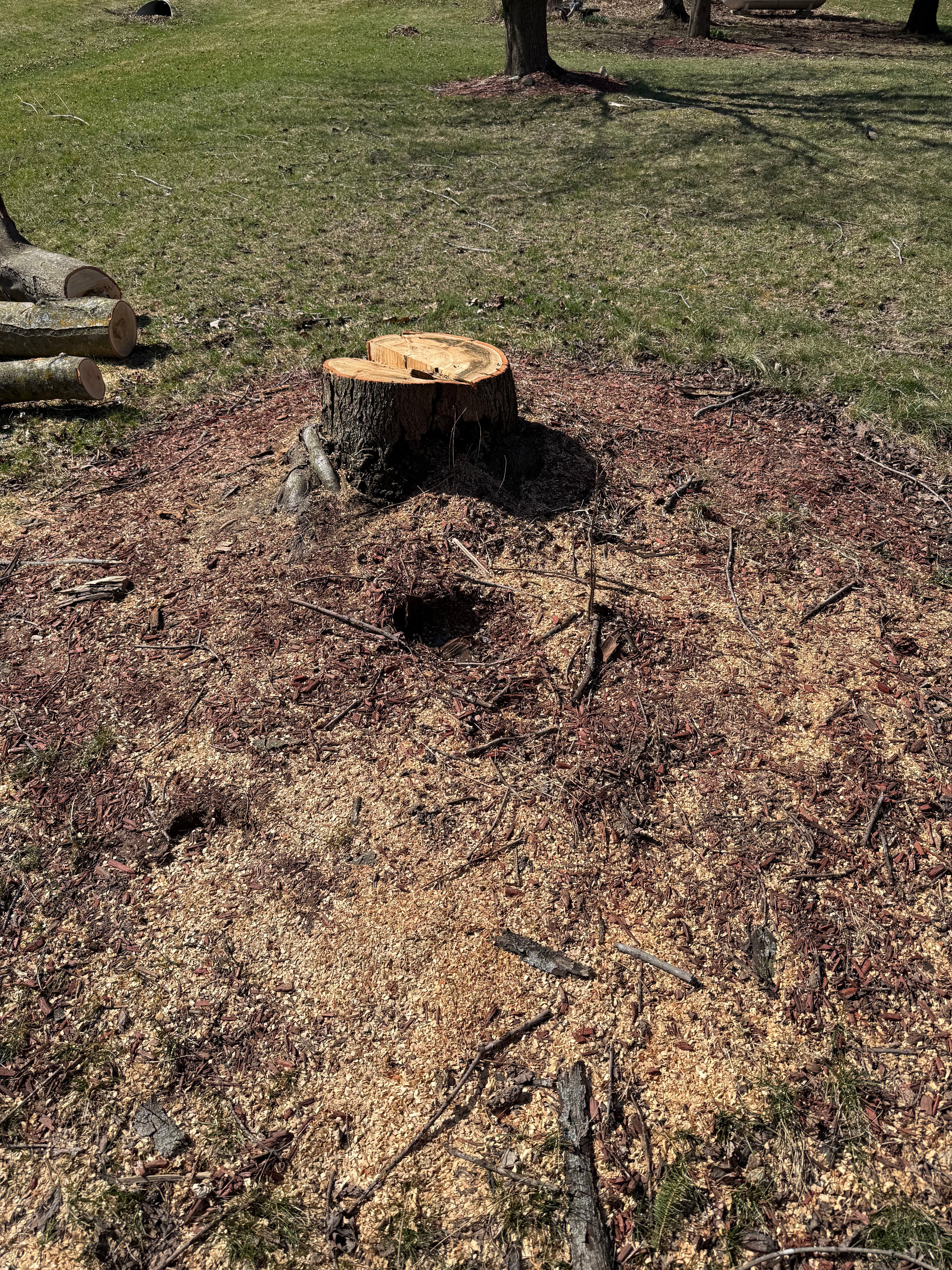 Project Stump Grinding That Clears the Way for a Cleaner Yard image
