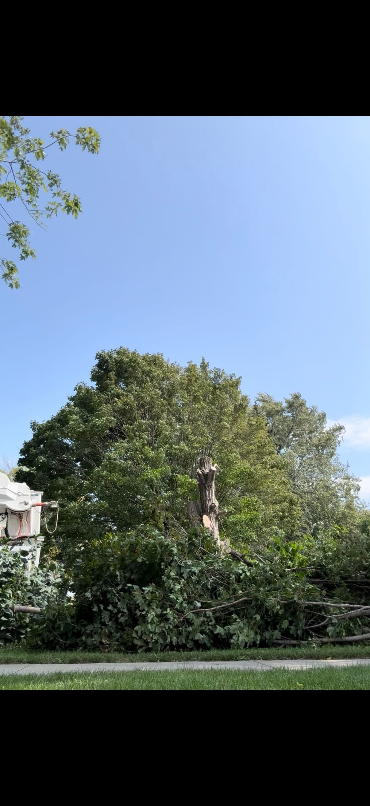 Gallery photos for We Handle Tree Problems From Start to Finish: Image #1