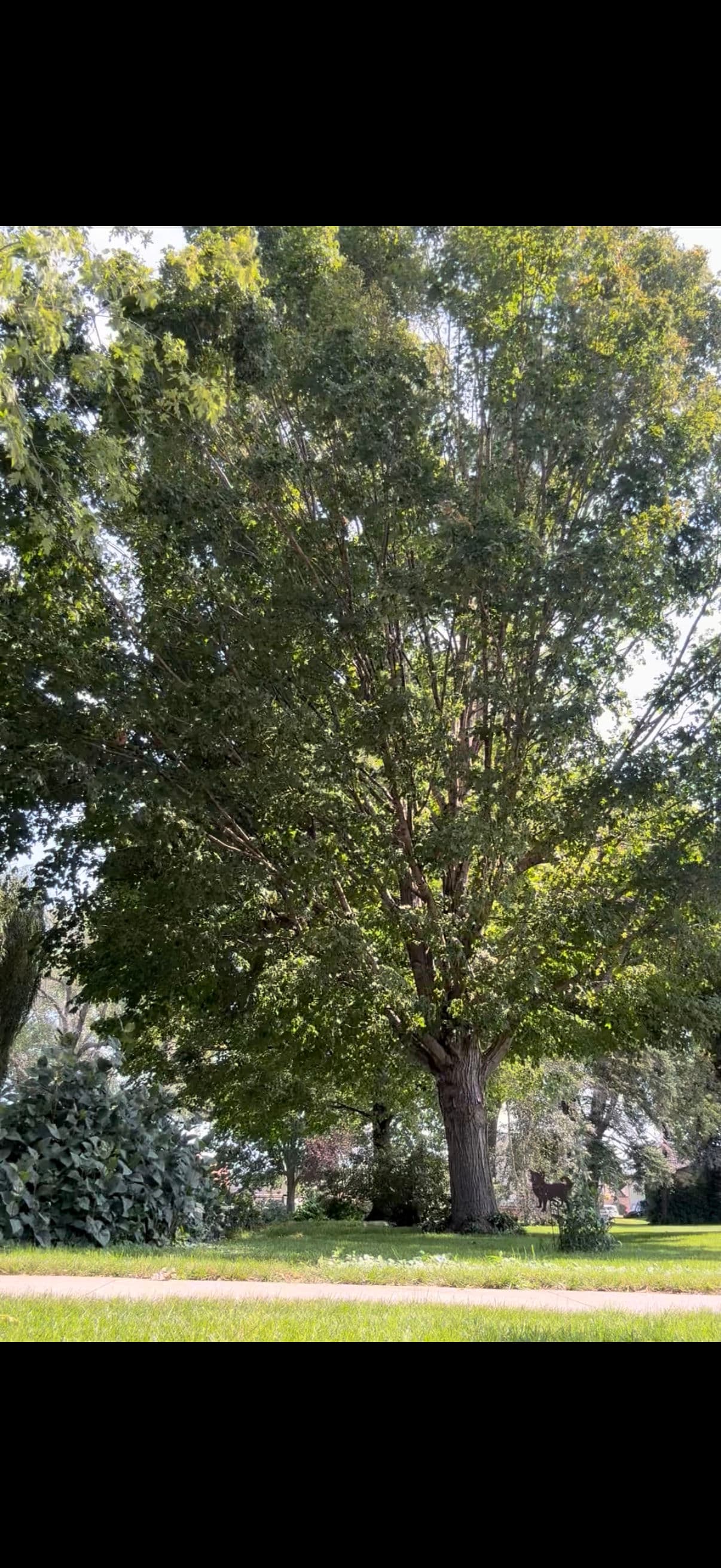 We Handle Tree Problems From Start to Finish image